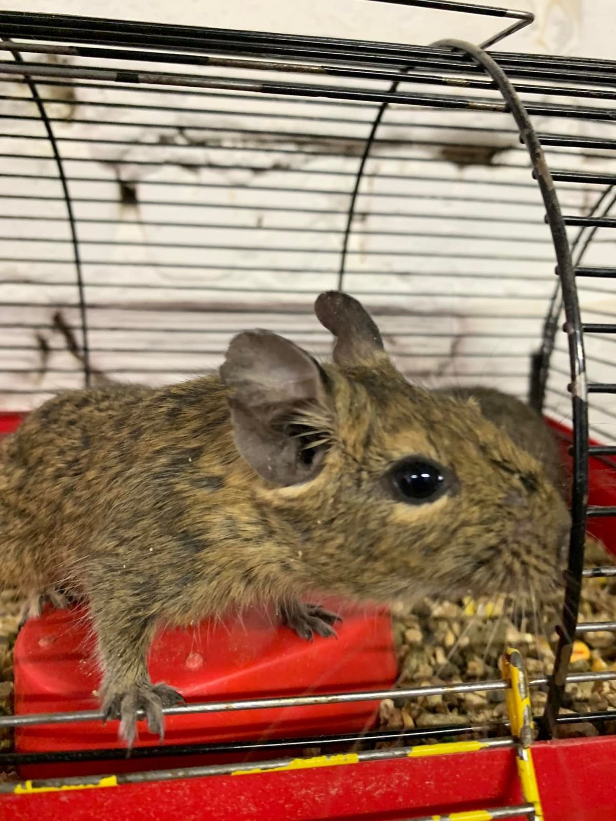 Крокодила евакуювати легше, ніж поні. Історії рятунку тварин львівськими волонтерами 39