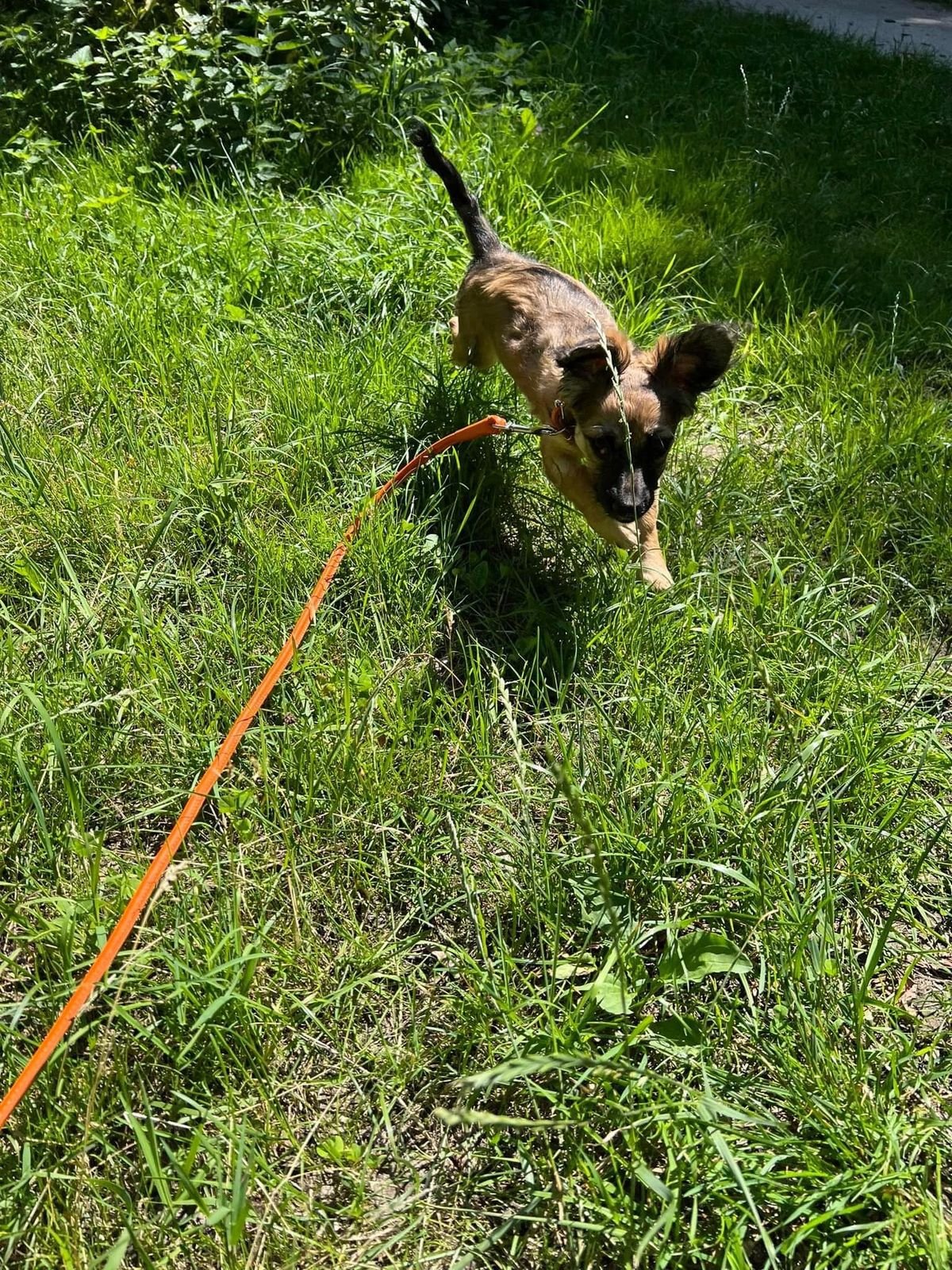 Крокодила евакуювати легше, ніж поні. Історії рятунку тварин львівськими волонтерами 35