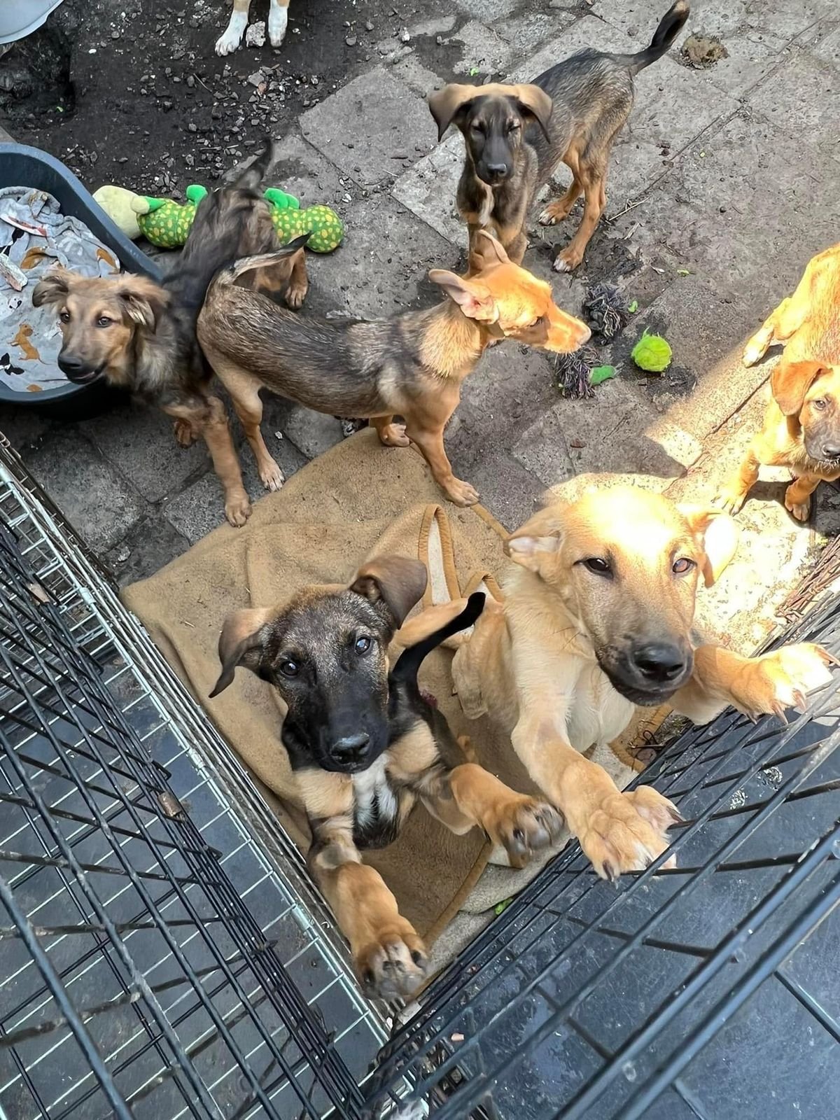 Крокодила евакуювати легше, ніж поні. Історії рятунку тварин львівськими волонтерами 34