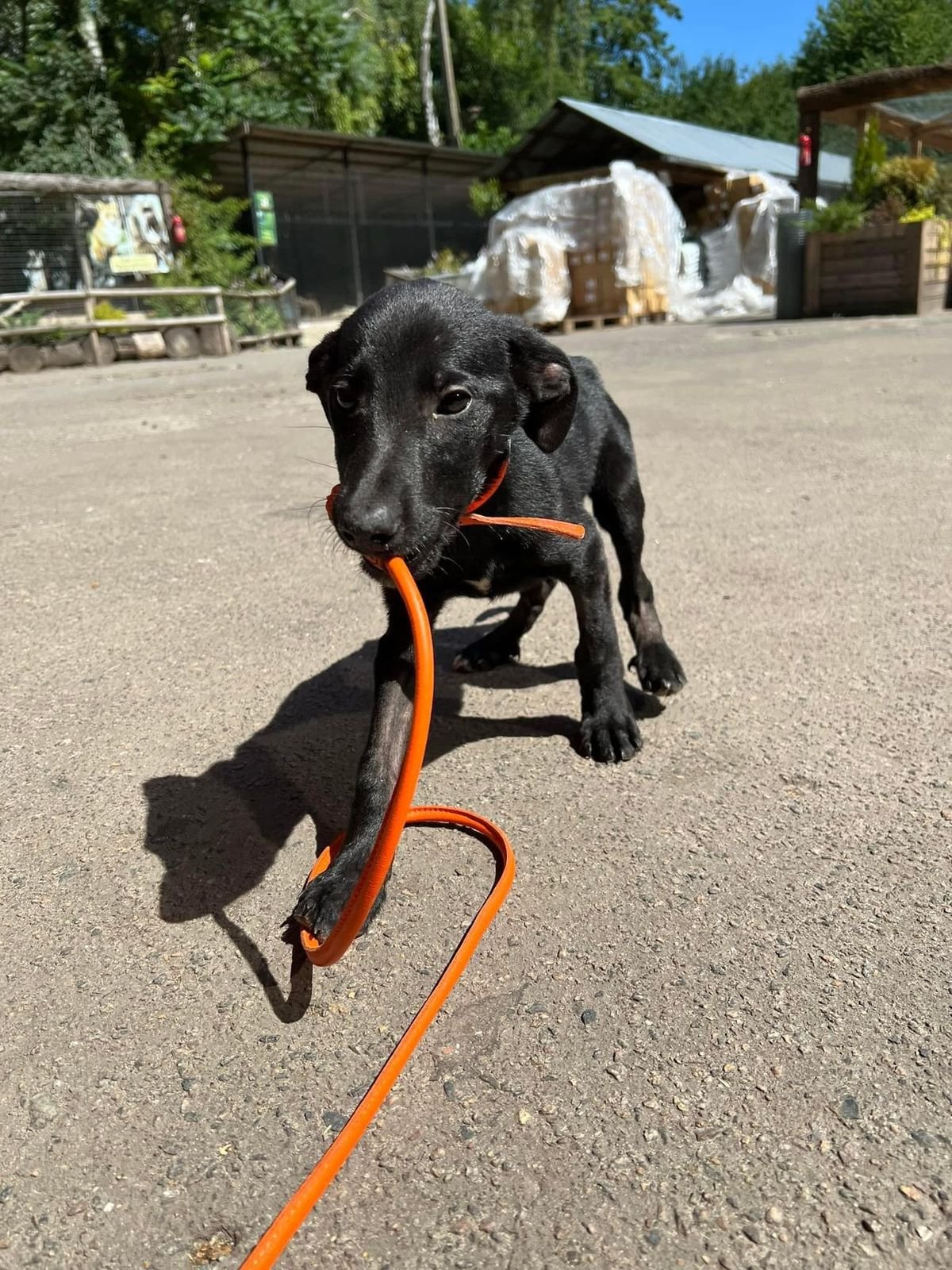 Крокодила евакуювати легше, ніж поні. Історії рятунку тварин львівськими волонтерами 33