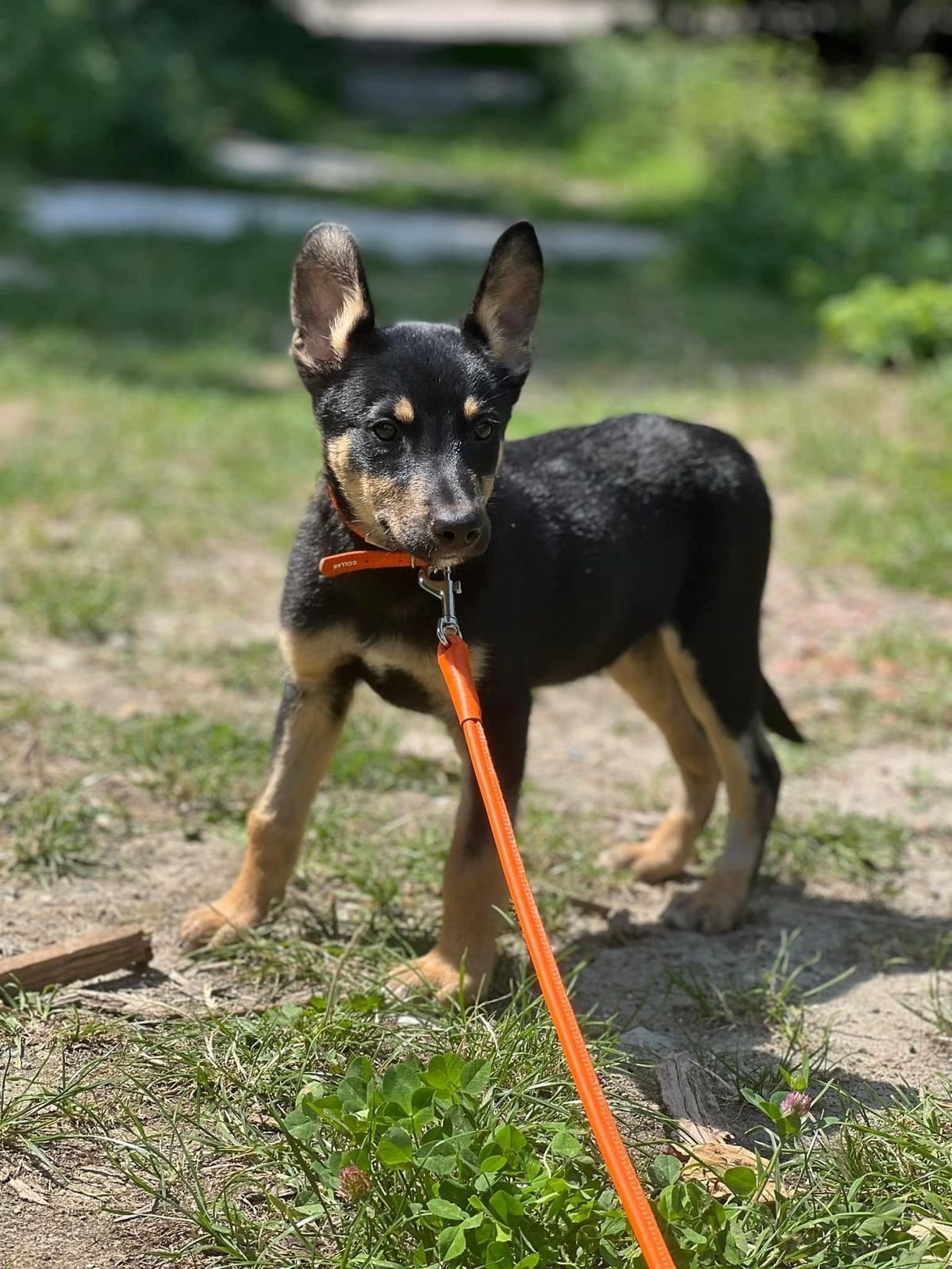 Крокодила евакуювати легше, ніж поні. Історії рятунку тварин львівськими волонтерами 32