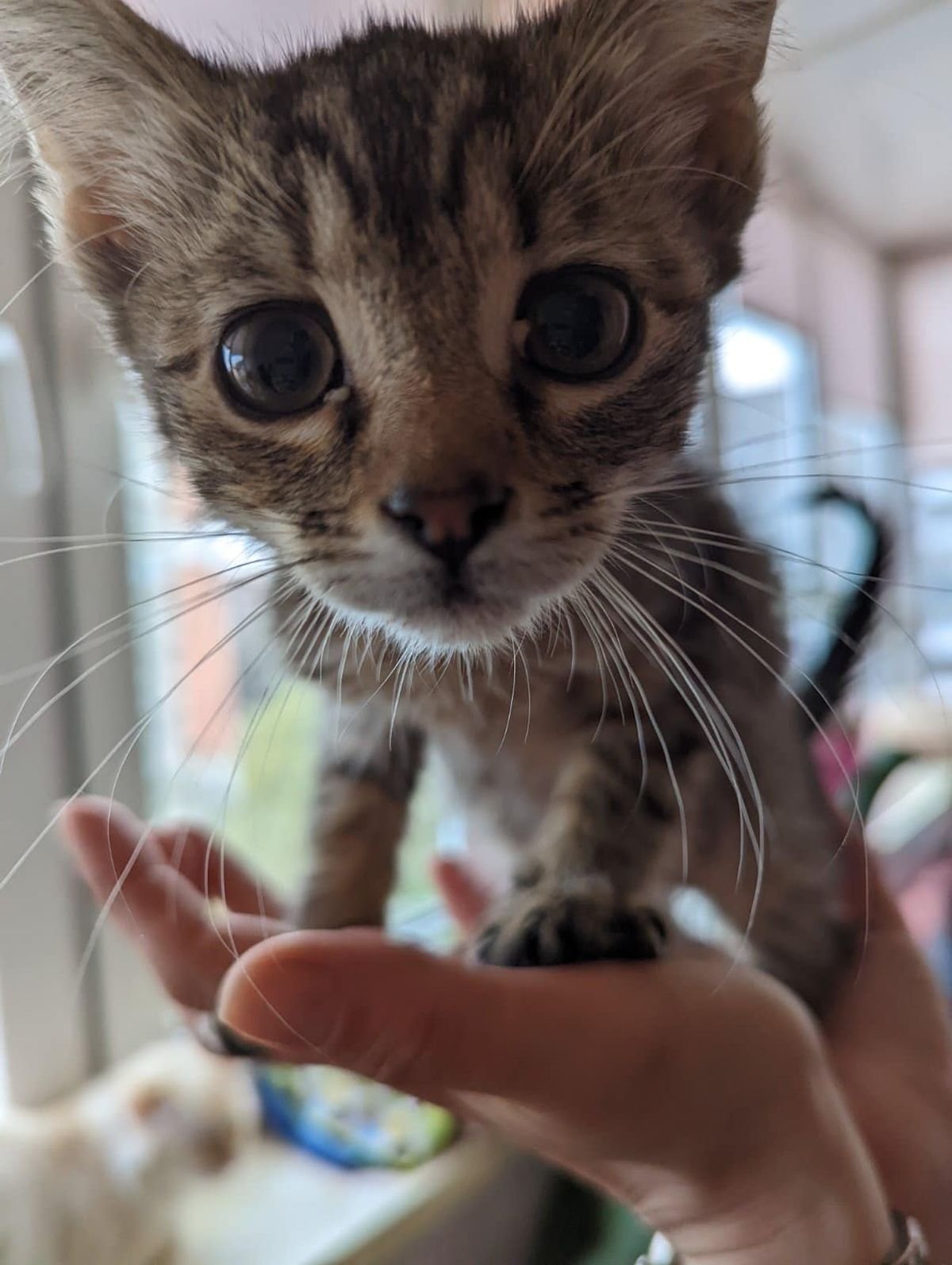 Крокодила евакуювати легше, ніж поні. Історії рятунку тварин львівськими волонтерами 25