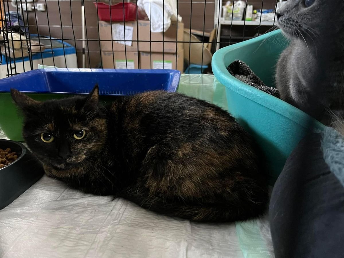 Крокодила евакуювати легше, ніж поні. Історії рятунку тварин львівськими волонтерами 26