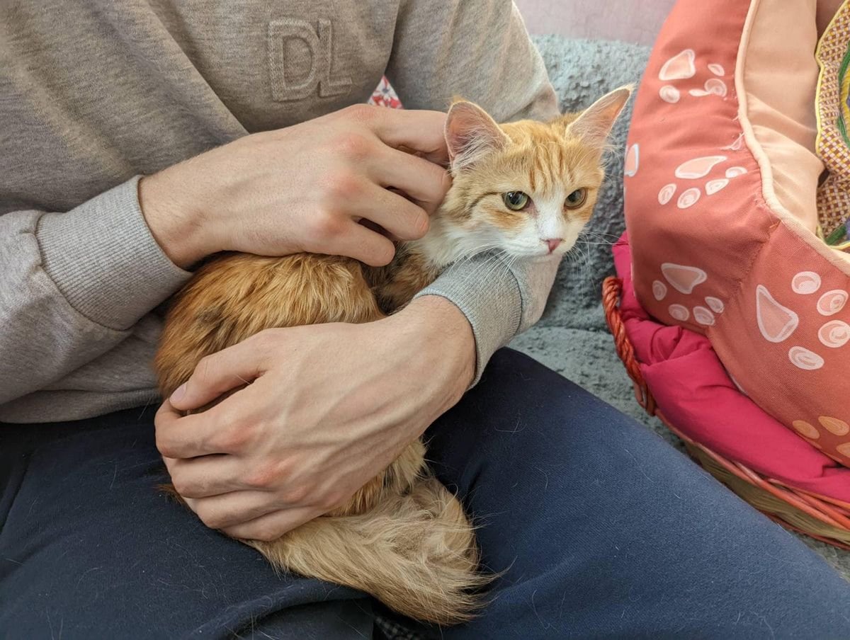 Крокодила евакуювати легше, ніж поні. Історії рятунку тварин львівськими волонтерами 27