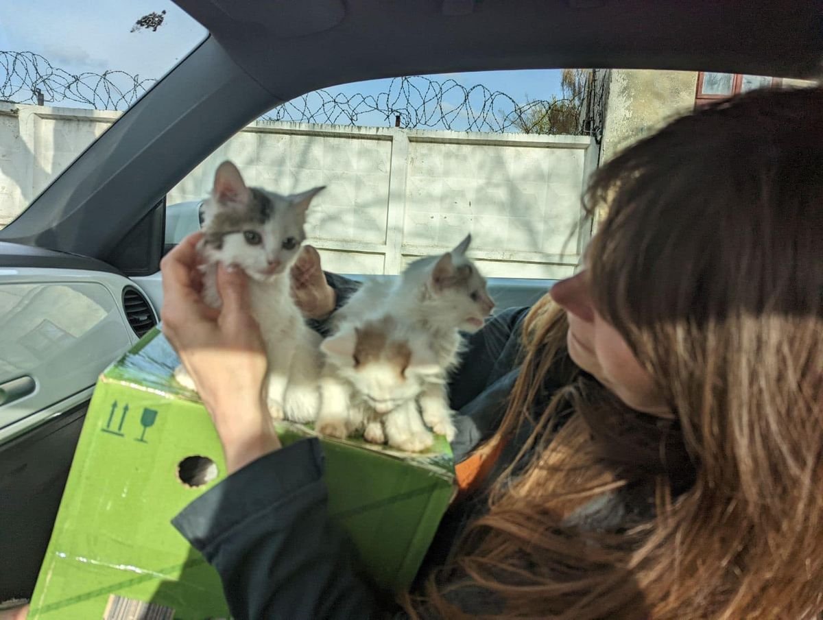 Крокодила евакуювати легше, ніж поні. Історії рятунку тварин львівськими волонтерами 28