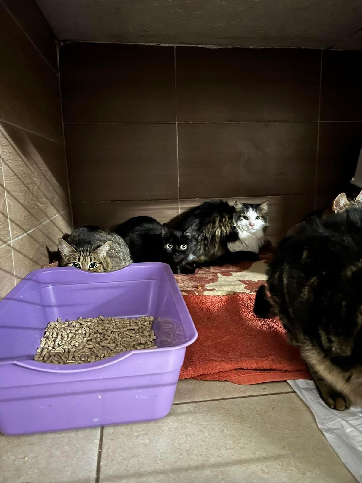 Крокодила евакуювати легше, ніж поні. Історії рятунку тварин львівськими волонтерами 29