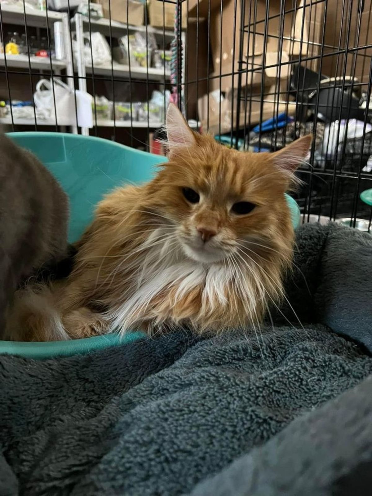 Крокодила евакуювати легше, ніж поні. Історії рятунку тварин львівськими волонтерами 30