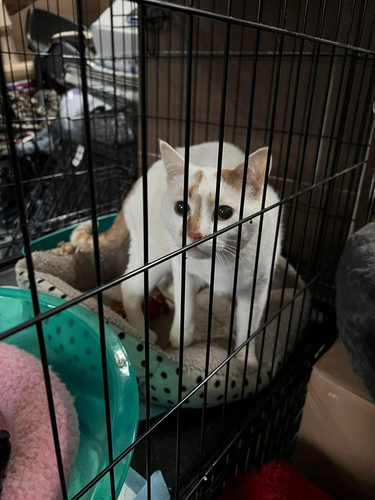 Крокодила евакуювати легше, ніж поні. Історії рятунку тварин львівськими волонтерами 31