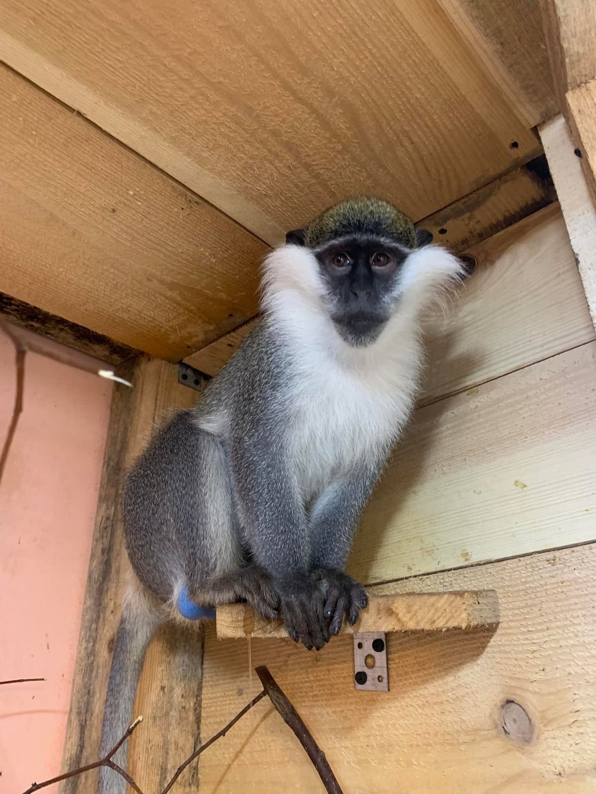 Крокодила евакуювати легше, ніж поні. Історії рятунку тварин львівськими волонтерами 16