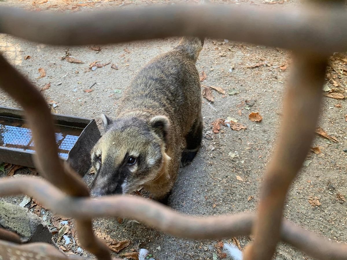 Крокодила евакуювати легше, ніж поні. Історії рятунку тварин львівськими волонтерами 13
