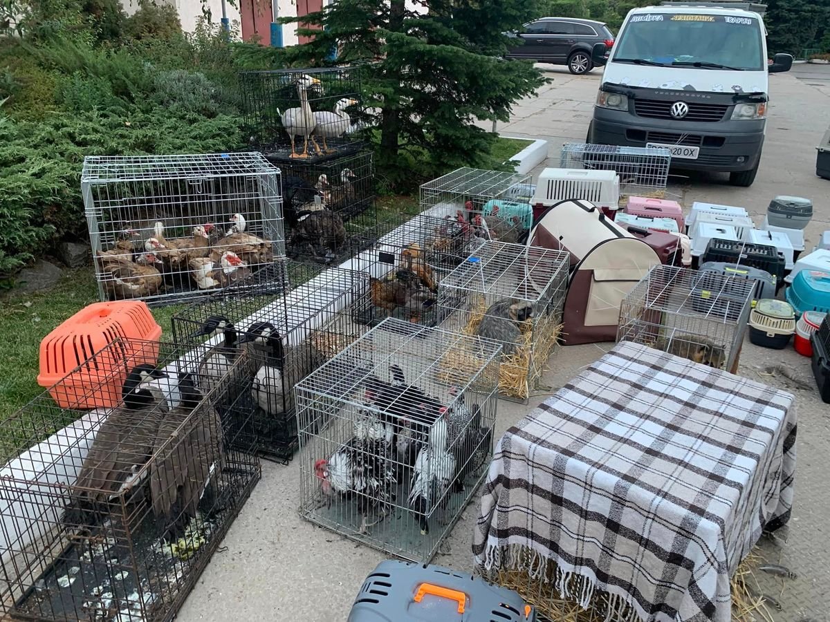 Крокодила евакуювати легше, ніж поні. Історії рятунку тварин львівськими волонтерами 11