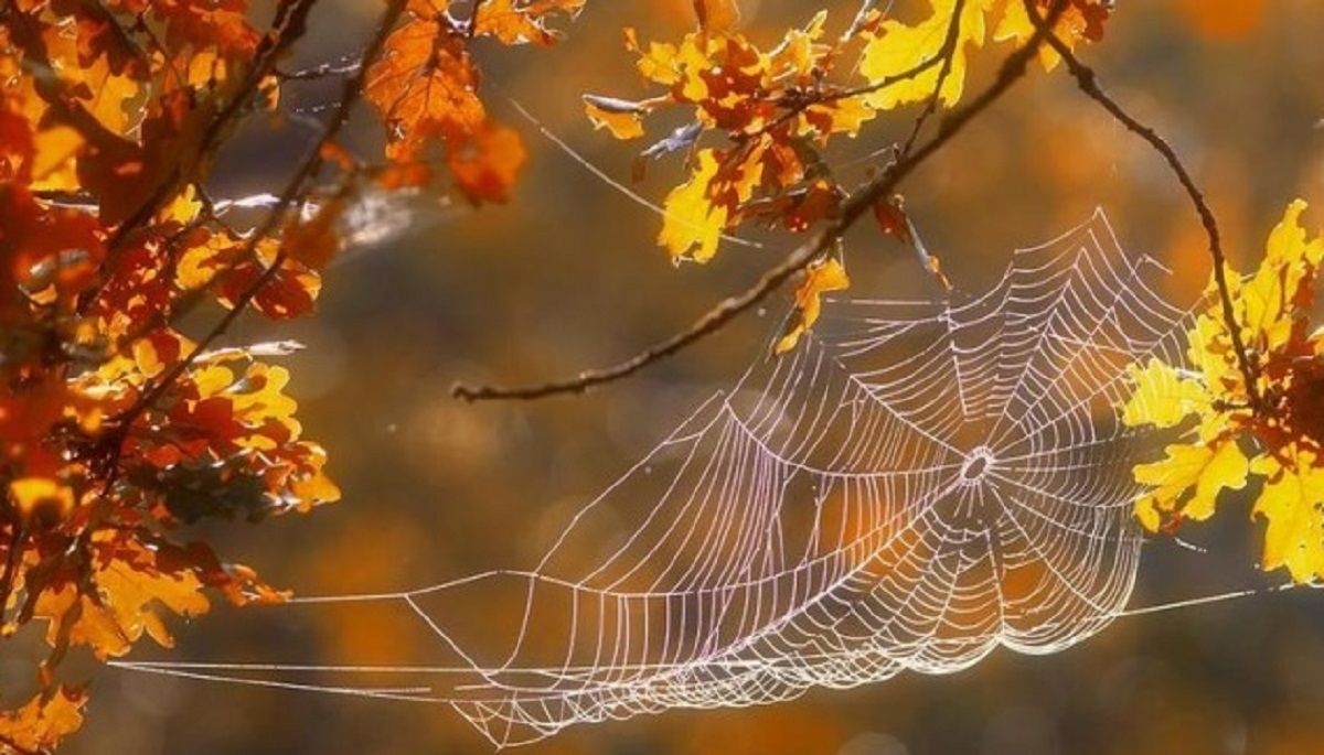 Після трьох днів похолодання тепло повернеться на два тижні