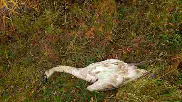 Поліція розпочала перевірку через загибель лебедя у Франківську