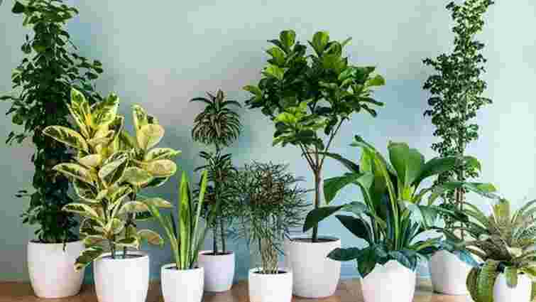 15 отруйних кімнатних рослин, з якими варто бути обережними