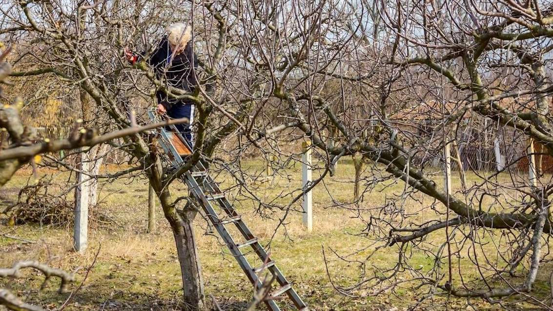 Як омолодити і відновити старі дерева у саду: поради