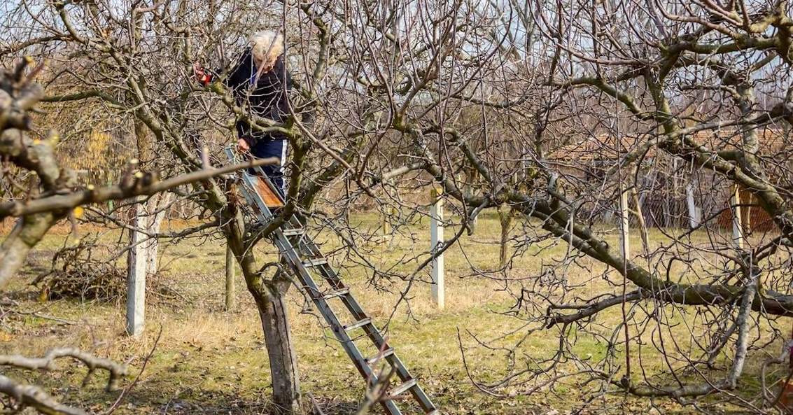 Як омолодити і відновити старі дерева у саду: поради 