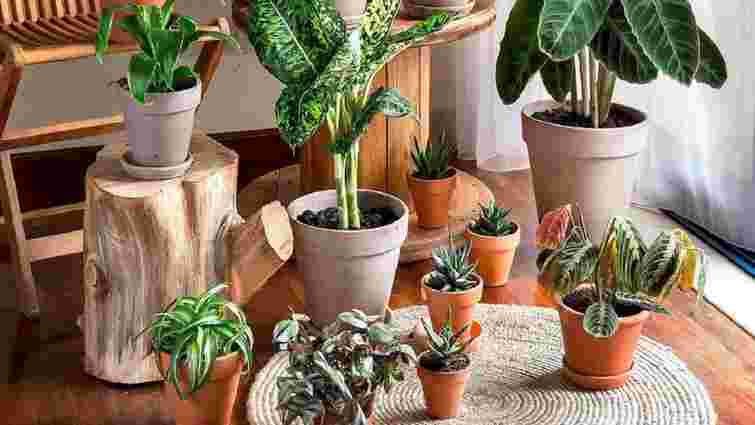 Чотири кімнатні рослини, які поглинають негатив: перелік
