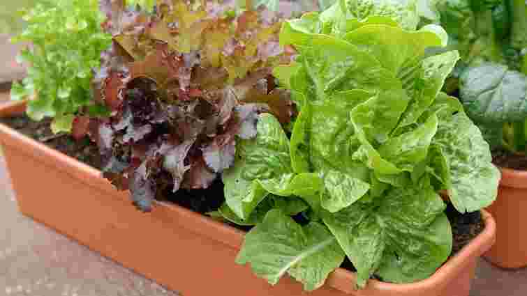 Як виростити салат на підвіконні: покрокова інструкція

