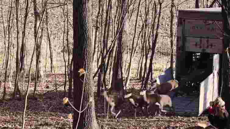 У волинські ліси випустили сотню благородних оленів