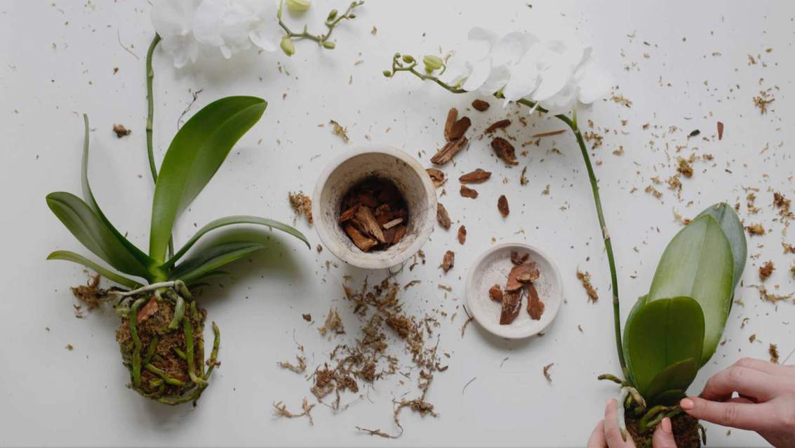 Як оживити чахлу орхідею і відновити коріння: прості способи