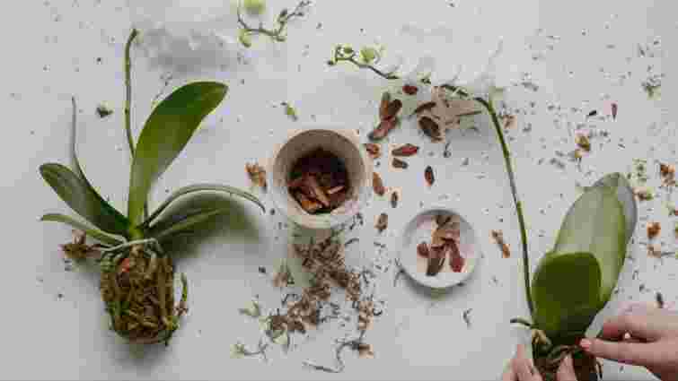 Як оживити чахлу орхідею і відновити коріння: прості способи