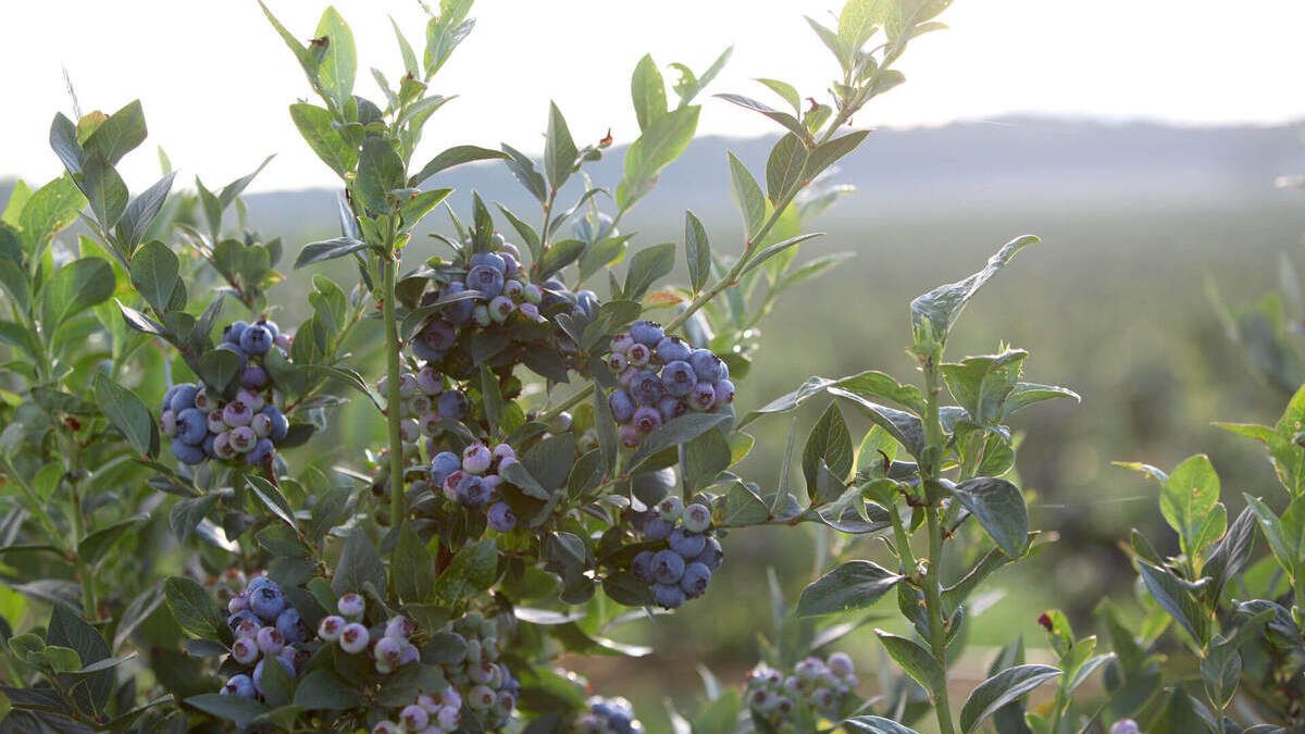 На Львівщині за грантові кошти висадять понад 73 га лохини і чорниці