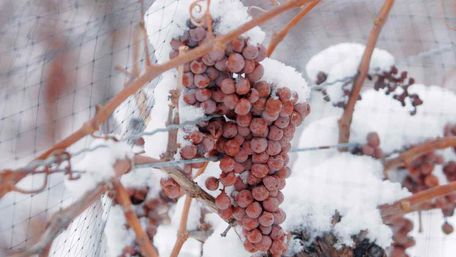 Топ-7 помилок при укритті винограду на зиму та як їх уникнути: поради