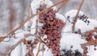 Топ-7 помилок при укритті винограду на зиму та як їх уникнути: поради