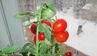 Як виростити соковиті помідори на підвіконні: основні правила
