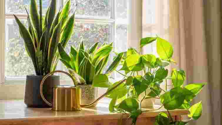 Як правильно доглядати за кімнатними рослинами взимку: помилки і правила
