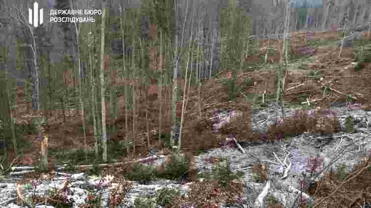 ДБР виявило на Закарпатті масштабні вирубки лісів на 18 млн грн