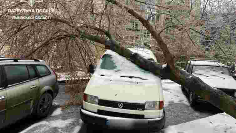 У Львові за день впали 120 дерев і обірвано електромережу у 32 місцях