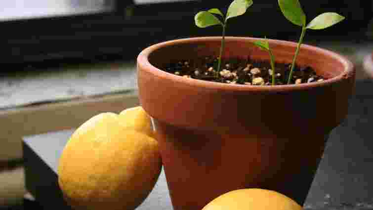 Як виростити лимонне дерево з кісточки, щоб воно давало плоди: поради
