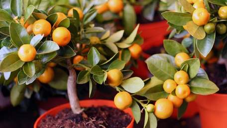 Як виростити вдома мандарин з кісточки, щоб він плодоносив: інструкція