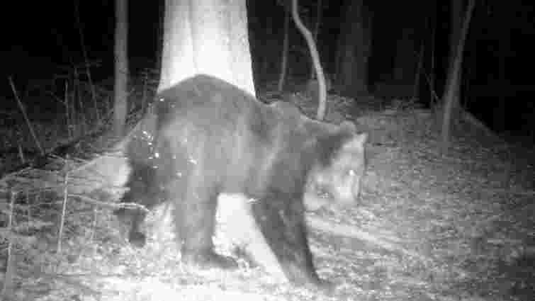 Через аномально теплу зиму в Карпатах прокинулися ведмеді