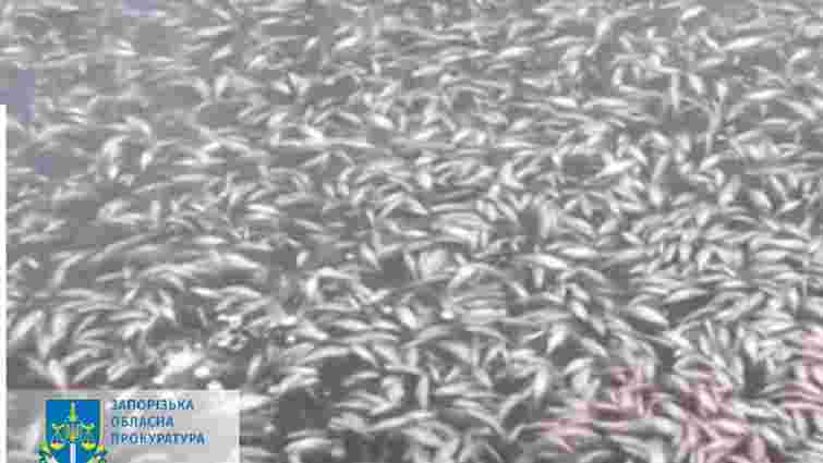 Обстріли росіянами Каховської ГЕС призвели до масової загибелі риби