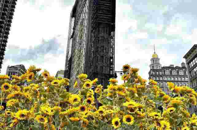 У Нью-Йорку до Дня Соборності України висадили сад із соняшників