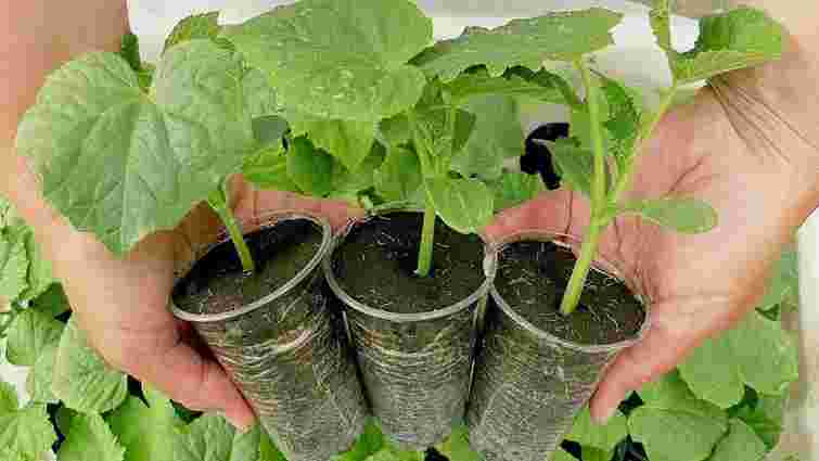 Коли і як садити огірки на розсаду у 2023 році: терміни та поради