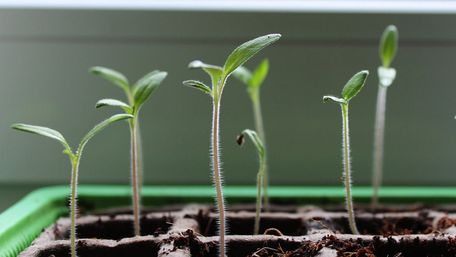 Як отримати міцну здорову розсаду: правила посіву насіння в окріп