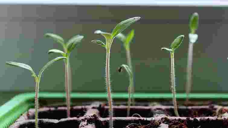 Як отримати міцну здорову розсаду: правила посіву насіння в окріп