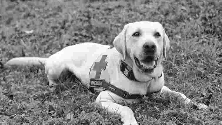 Помер перший службовий пес тернопільських рятувальників