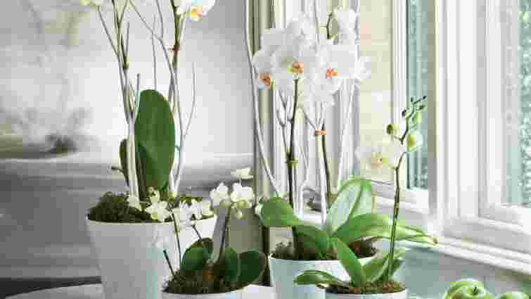 Чим не можна підживлювати орхідею: 4 заборонені добрива