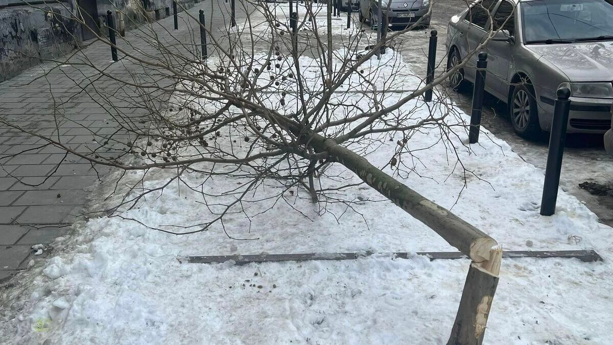 Уночі двоє зловмисників зрізали чотири платани в центрі Львова