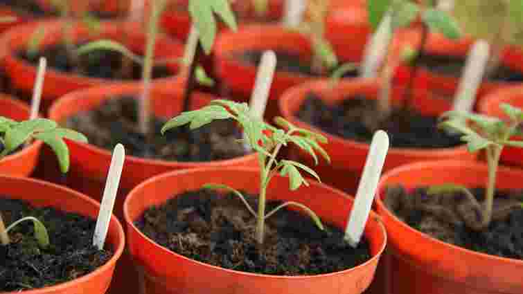 Підготовка насіння помідорів до посіву на розсаду: переваги та нюанси