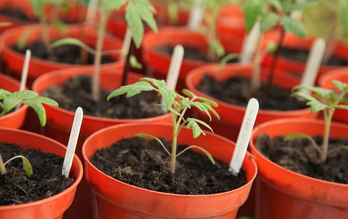 Підготовка насіння помідорів до посіву на розсаду: переваги та нюанси