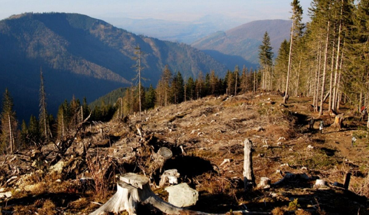 У національному парку на Львівщині виявили масштабну рубку на 16 млн грн