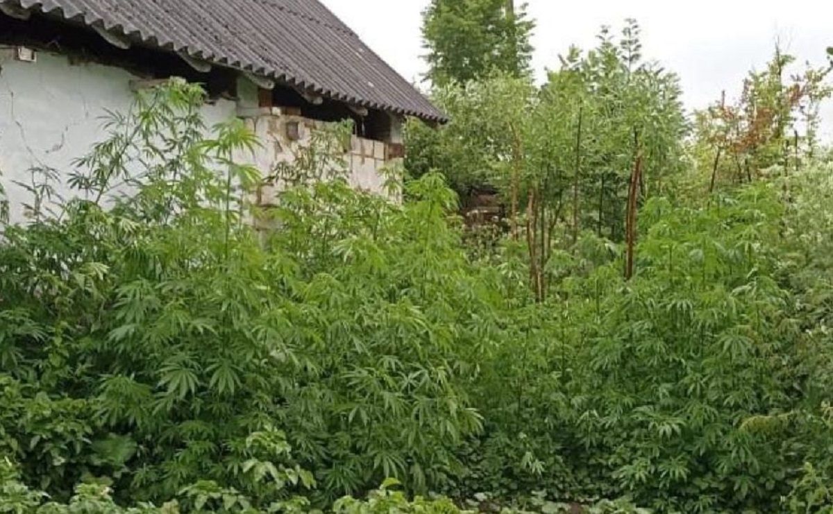  67-річного мешканця Стрийщини посадили на 7 років за продаж конопель