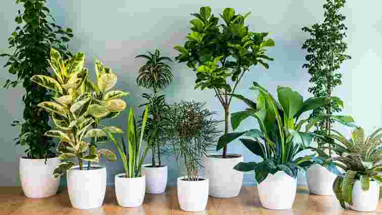 Чого потребують кімнатні рослини навесні: поради