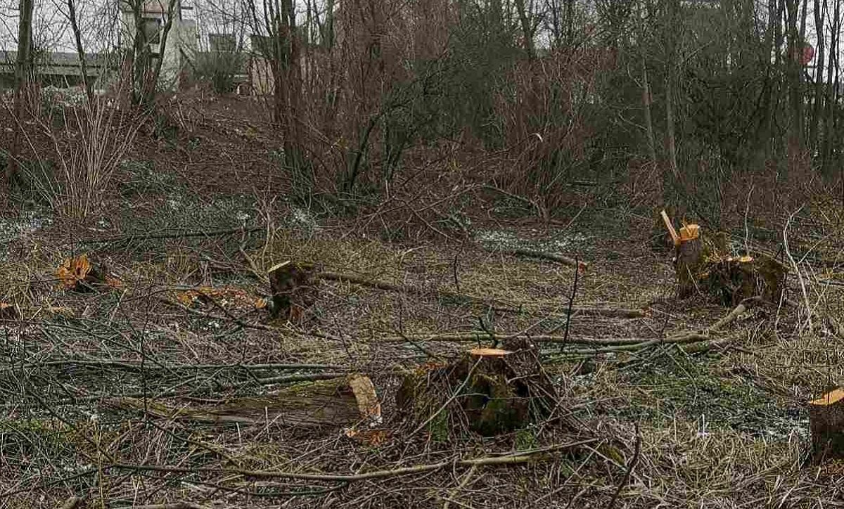На Львівщині невідомі незаконно зрізали 195 дерев