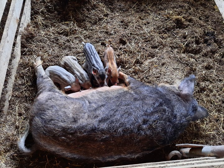 Тварини на фермі вже мають приплід (фото ZAXID.NET)